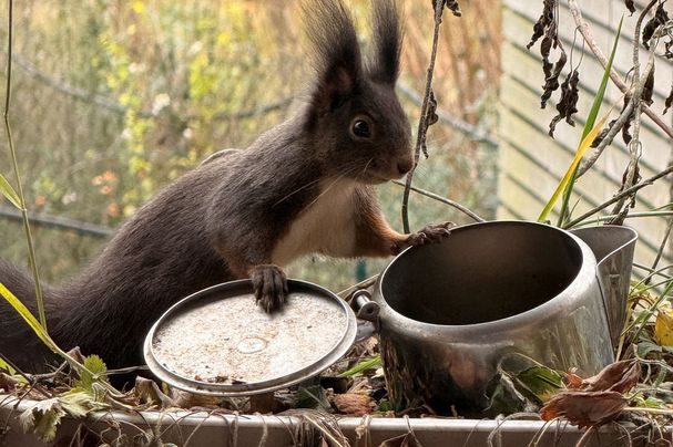 Eichhörnchen; Foto: Brigitte Lutzner