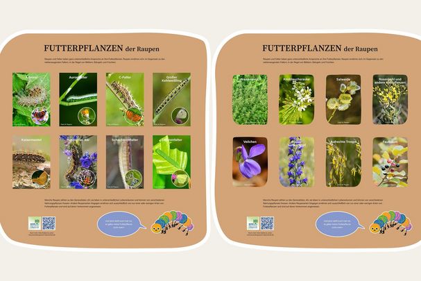 250125_Klapptafel_Futterpflanzen
