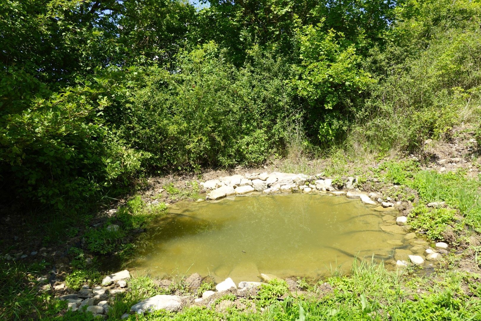 Amphibienteich , Gerhard von Hinten