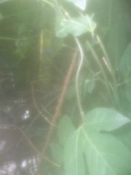 Gewürze im Botanischen Garten