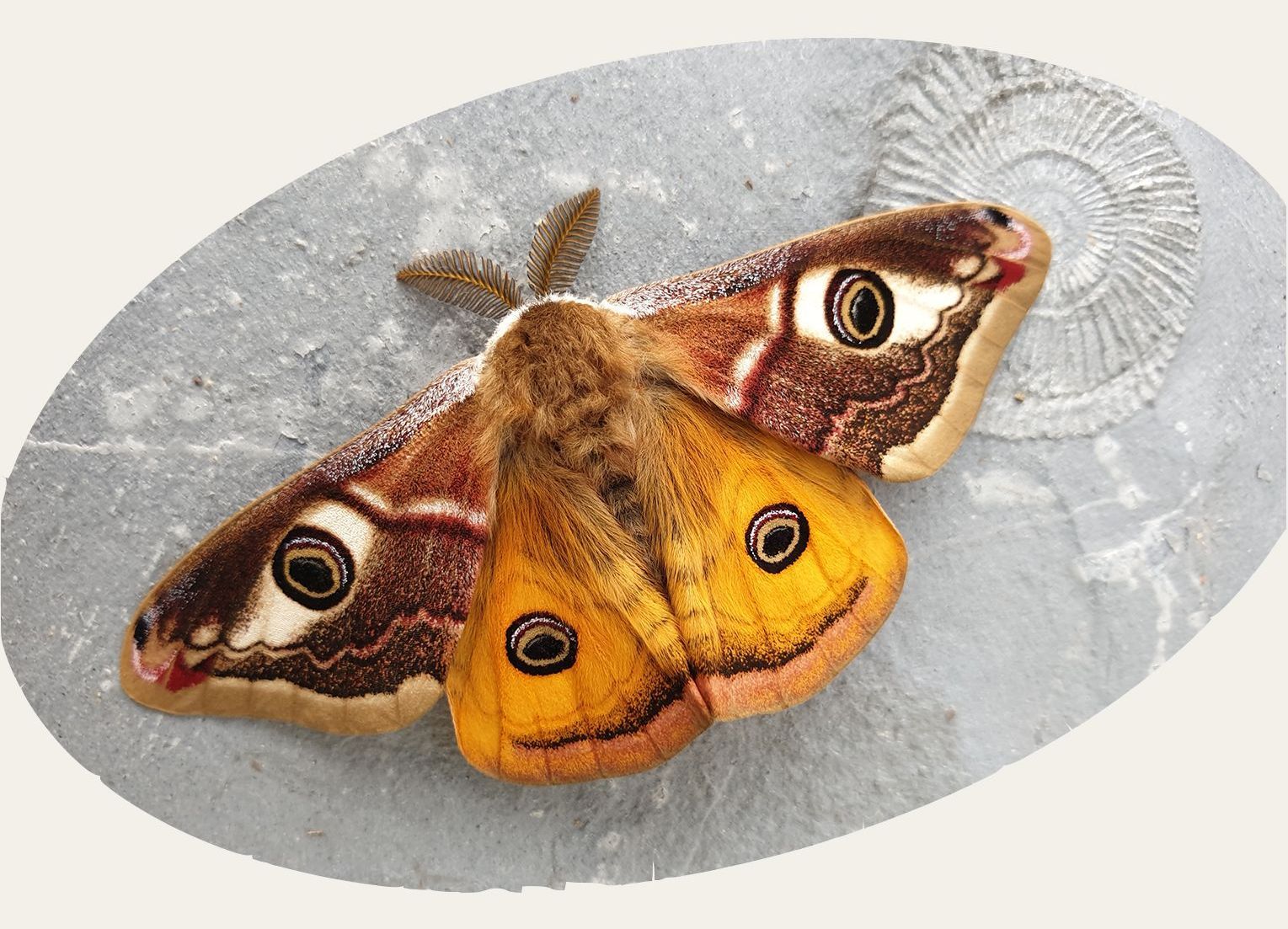 Kleines Nachtpfauenauge, Männchen (Foto: M Alsheimer)