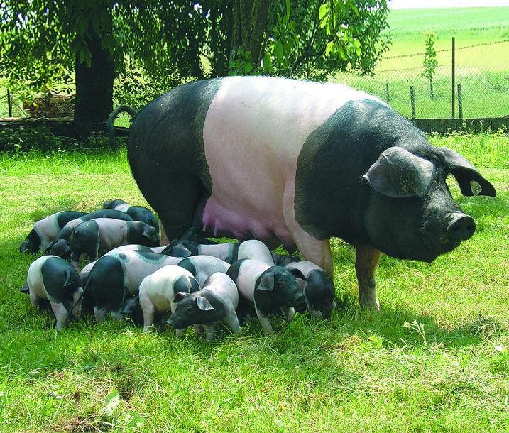 Carré vom SchwäbischHällischen Landschwein mit geschmortem Spitzkohl, Steinpilzen uns Risolée Carré vom SchwäbischHällischen Landschwein mit geschmortem Spitzkohl, Steinpilzen uns Risolée