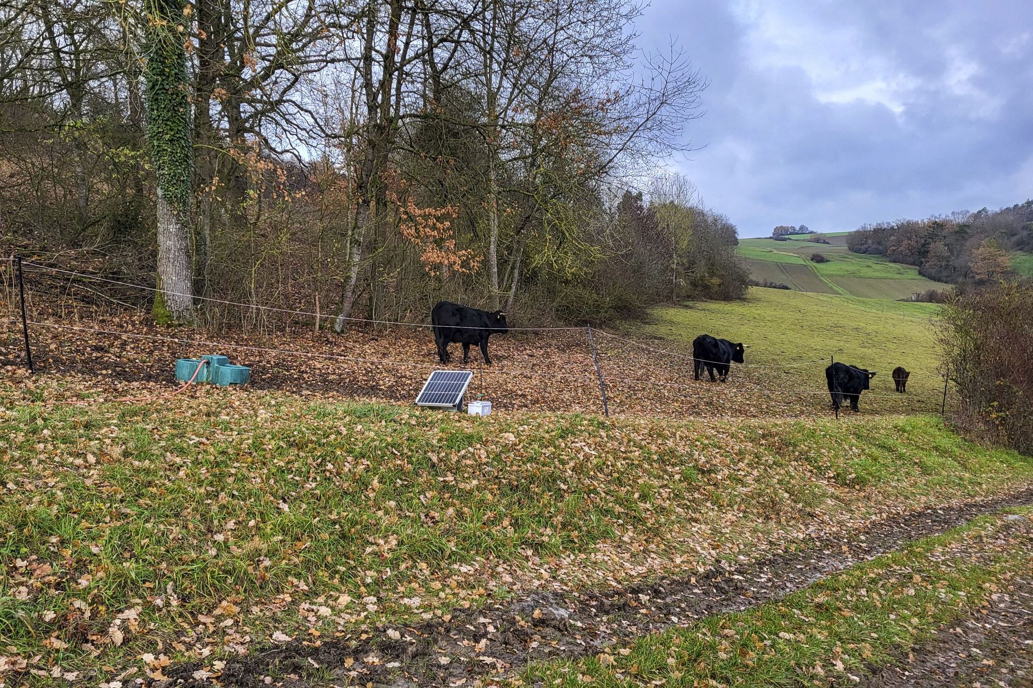 Beweidung bei Röttingen mit Welsh Black Rindern (Bild: Burkhard Helfrich) Beweidung bei Röttingen mit Welsh Black Rindern (Bild: Burkhard Helfrich)