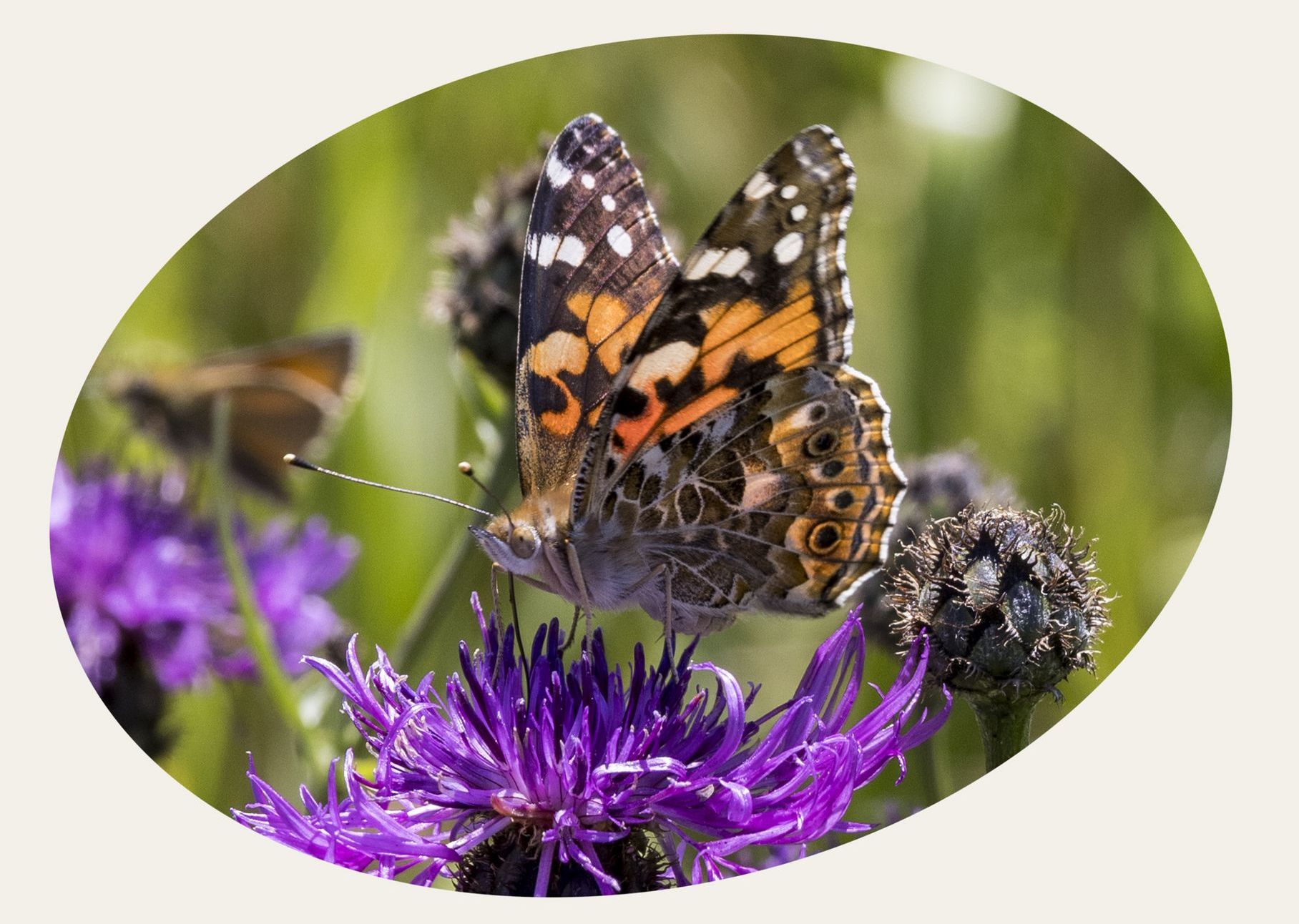 Distelfalter (Vanessa cardui) Bild: Gudrun Müller