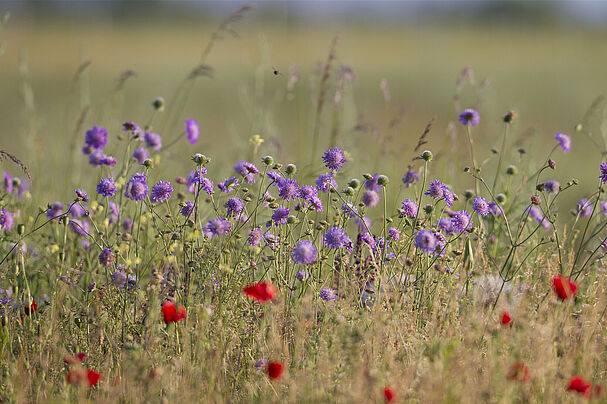 Wildblumenwiese; Marcus Bosch