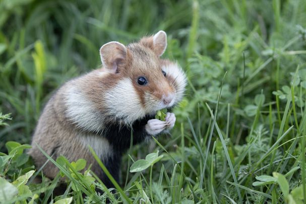 Feldhamster, Foto: Sonja-Kreil