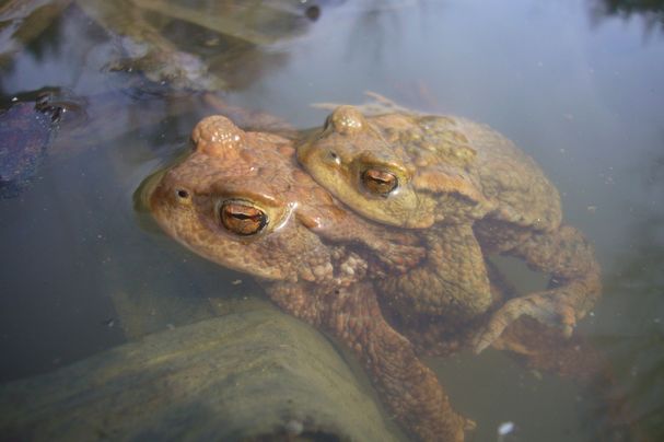 Erdkröte; Foto: U.Meßlinger