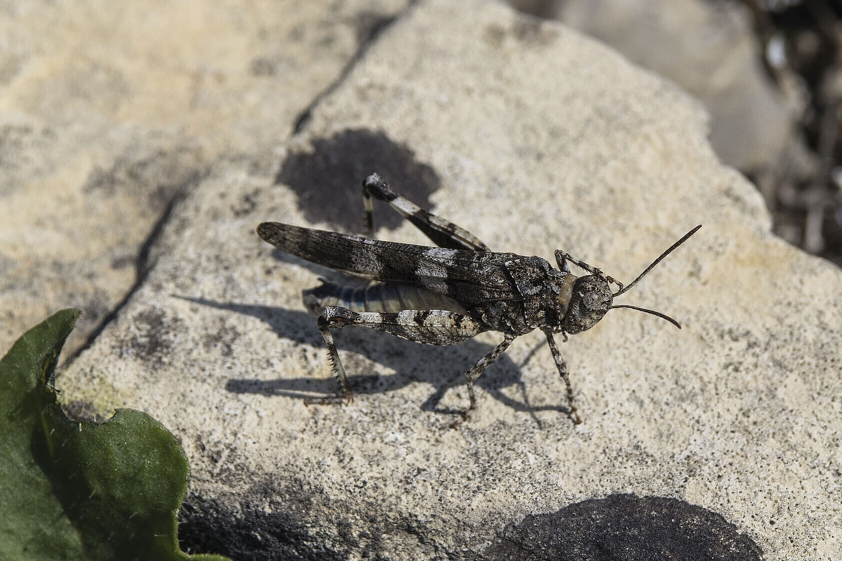 Blauflügelige Ödlandschrecke - Oedipoda caerulescens