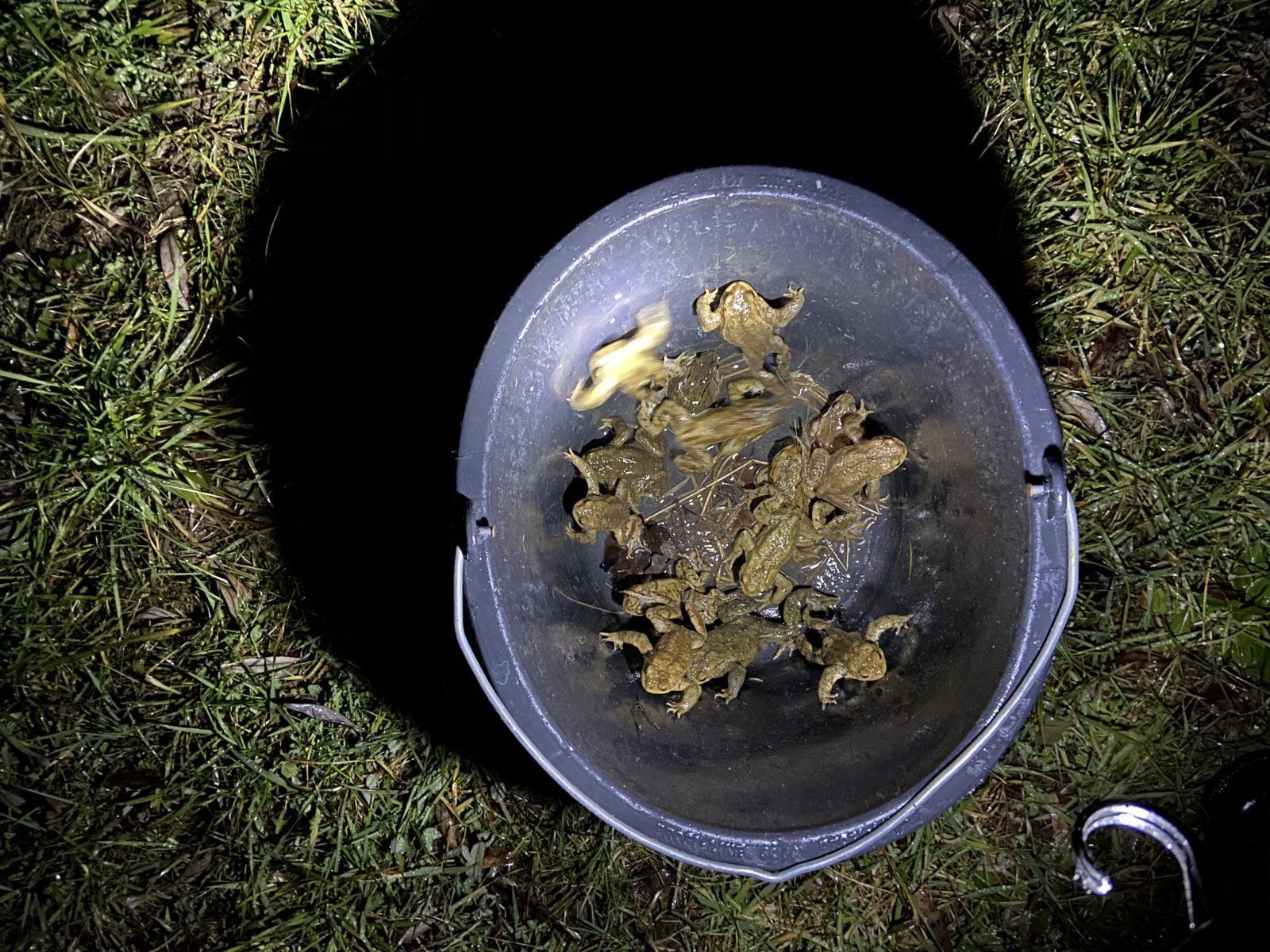Foto: BN-Ortsgruppe Kleinrinderfeld