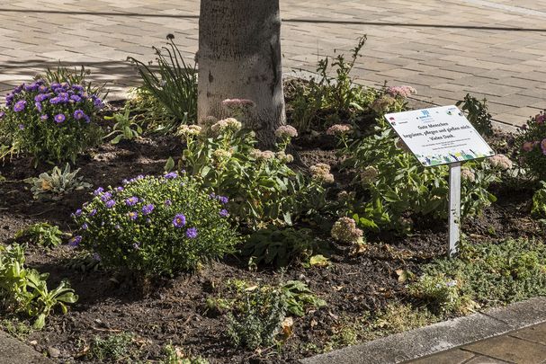 Baumscheibe; Foto: Gudrun Müller