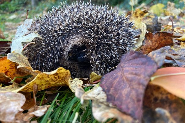 Igel im Laub; Foto: M.Gehret