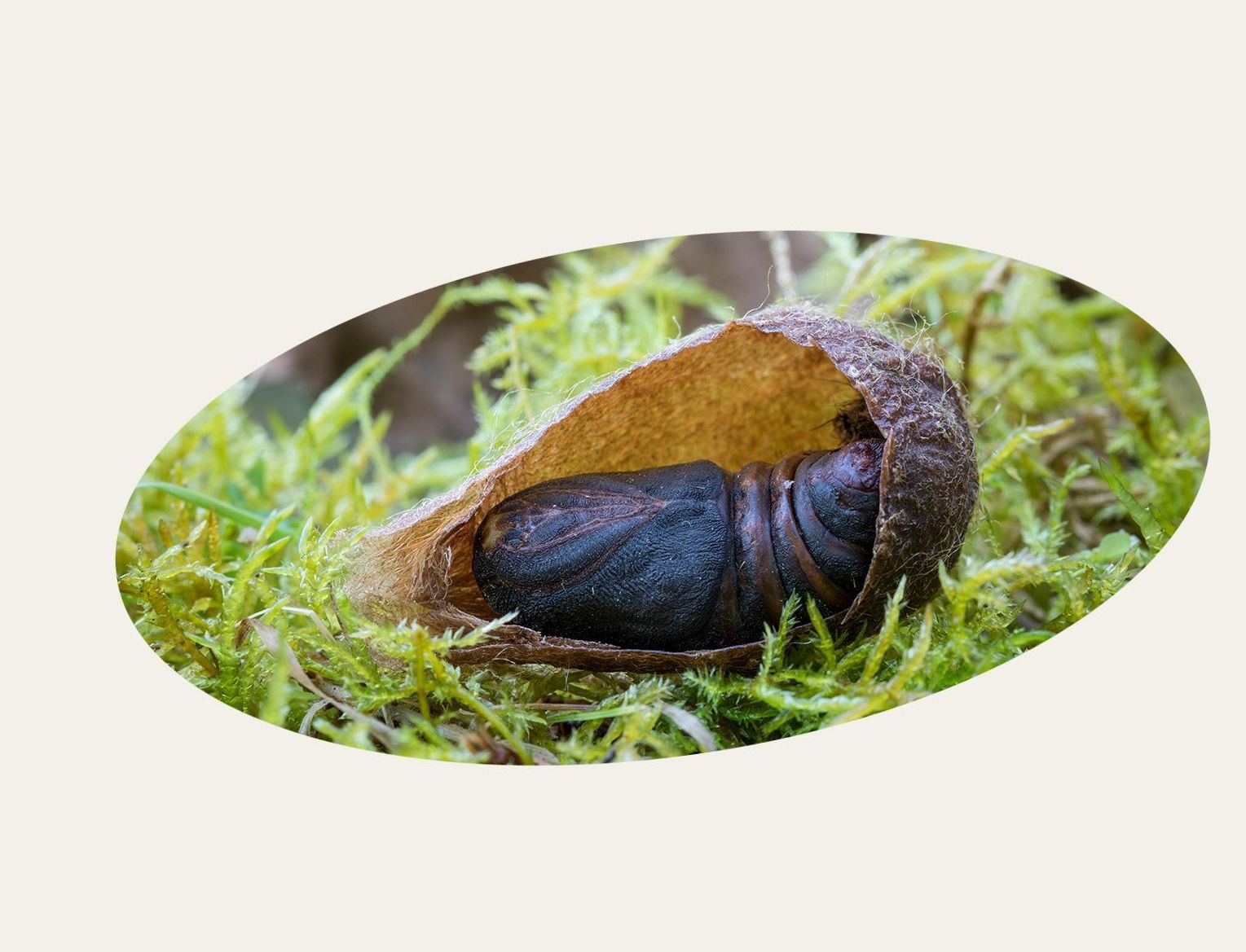Kleines Nachtpfauenauge, Puppe im Kokon (Foto: M. Bosch)
