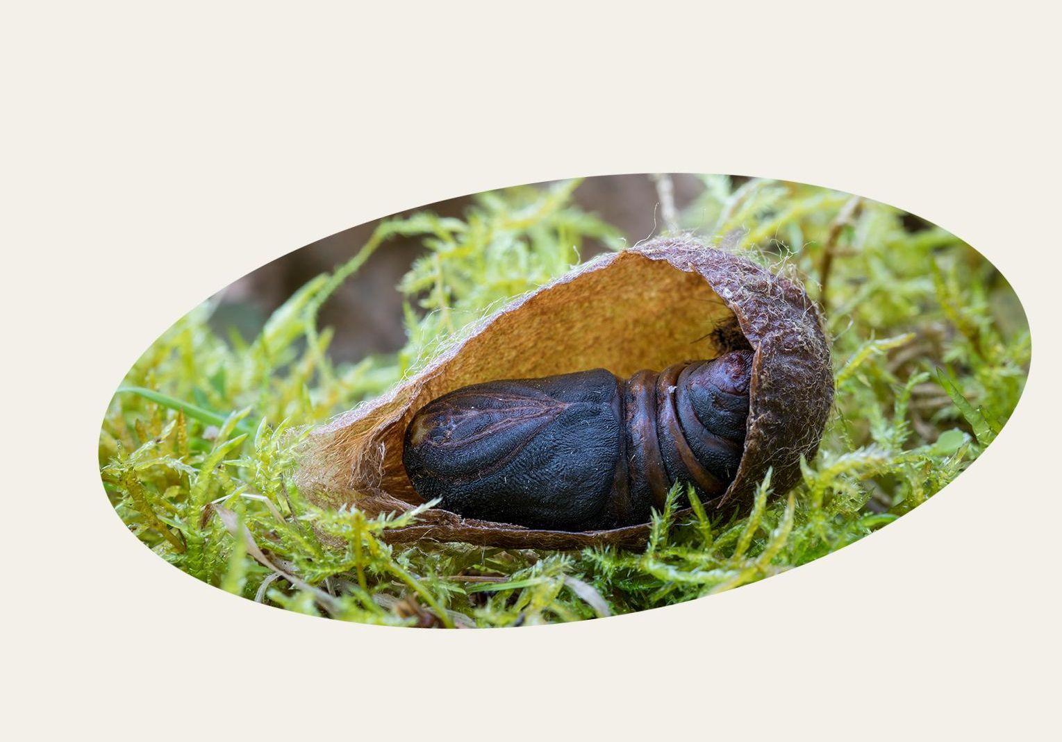 Kleines Nachtpfauenauge, Puppe im Kokon (Foto: M. Bosch)