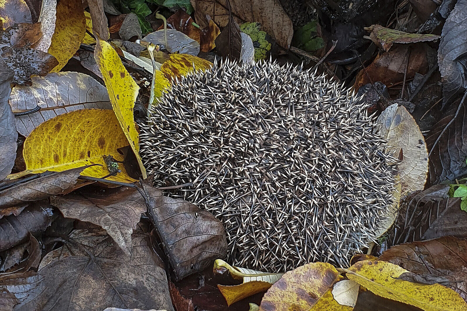 Unser Igel - Erinaceidae