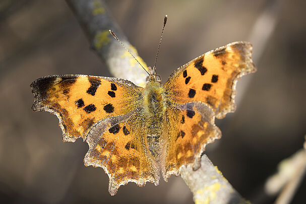 C-Falter - Polygonia c-album