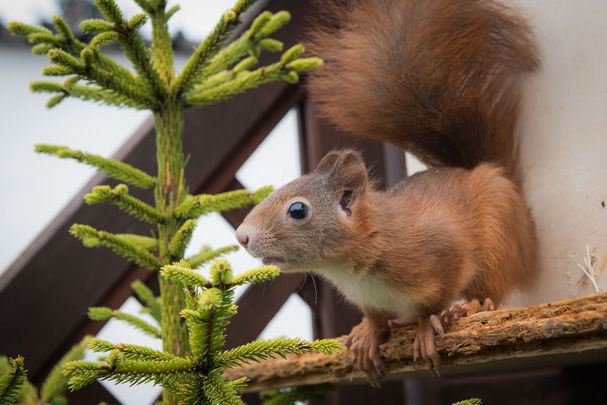 Eichhörnchen; Foto: Kerstin Ellersdorfer