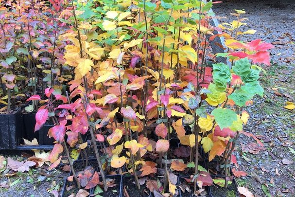 Foto: Karl-Georg Schönmüller