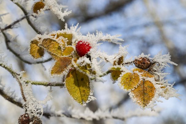 Raureif; Foto: Marcus-Bosch