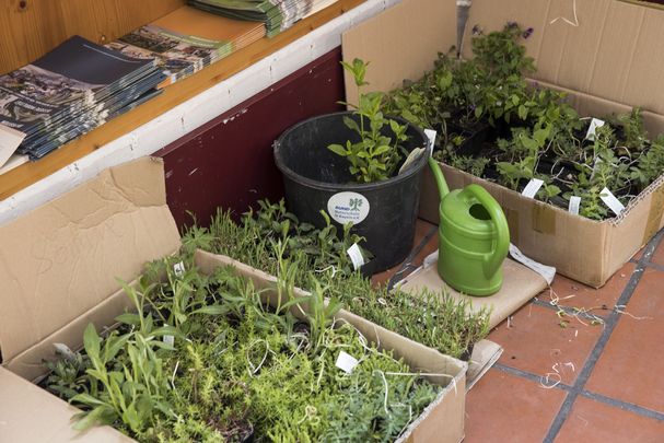 Pflanzentasuchbörse, Foto: Gudrun Müler