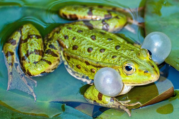 Infobild Teichfrosch, Foto: Uwe Hammon
