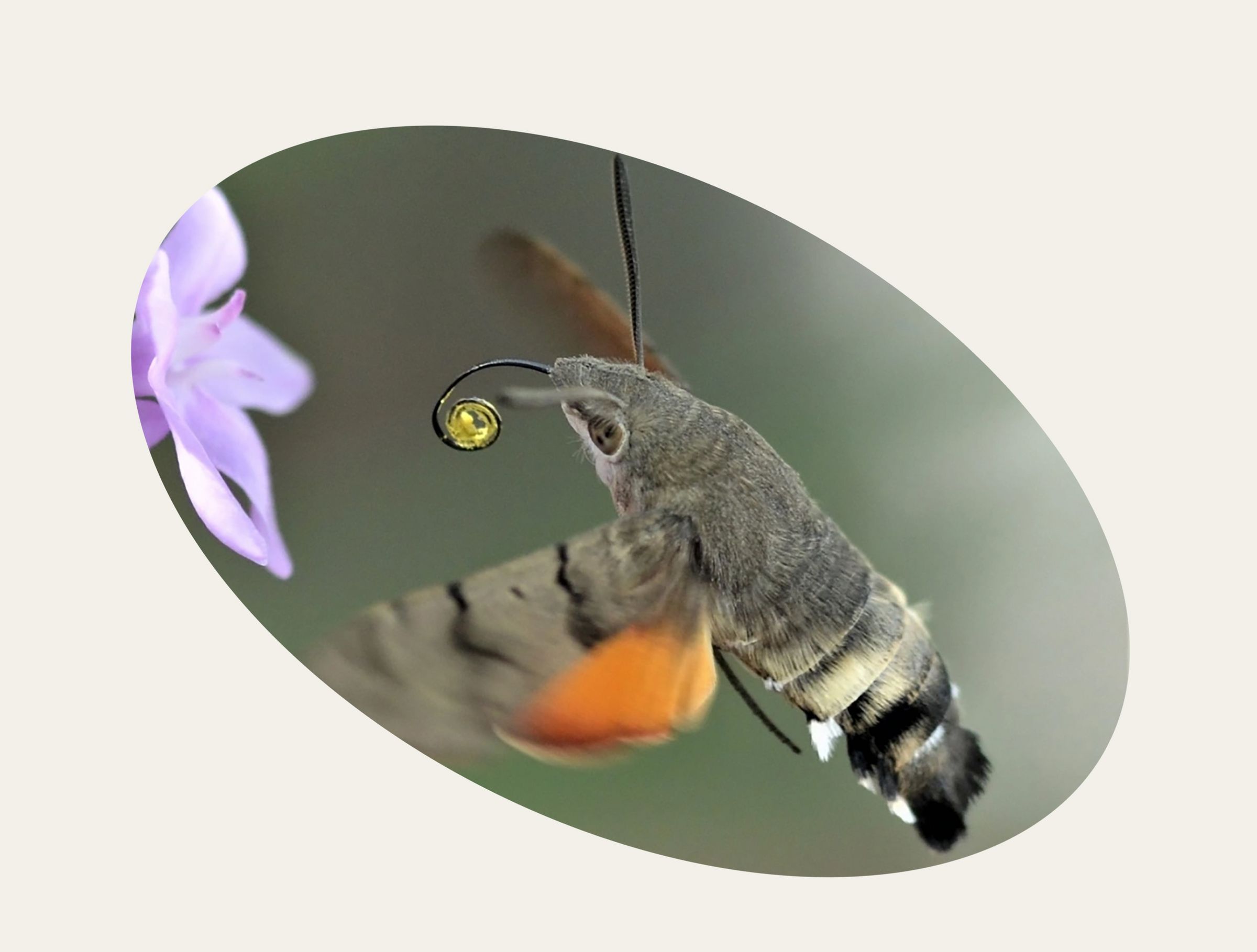 Taubenschwänzchen (Foto: G.Mehler)