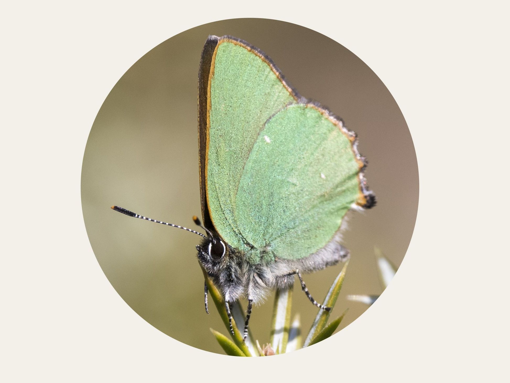 Grüner Zipfelfalter (Callophrys rubi) Bild: Gudrun Müller