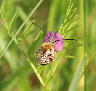 Frühe Langhornbiene | Foto: Mirjam Falge