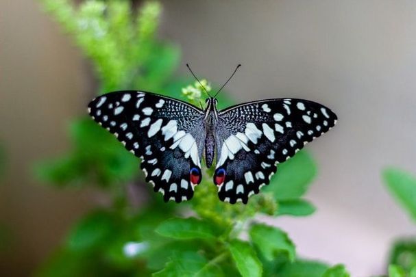 Schmetterling; Foto: Vivek Doshi