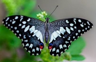 Schmetterling; Foto: Vivek Doshi