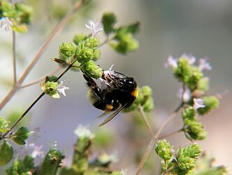 Dunkle Erdhummel | Foto: Mirjam Falge