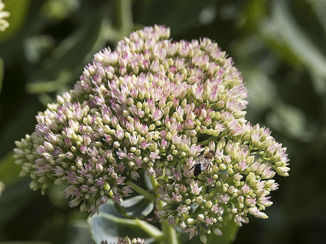 Große Fetthenne (Sedum telephium)