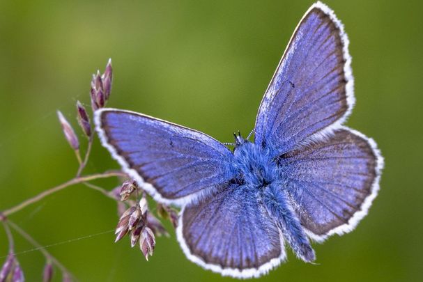 Schmetterling