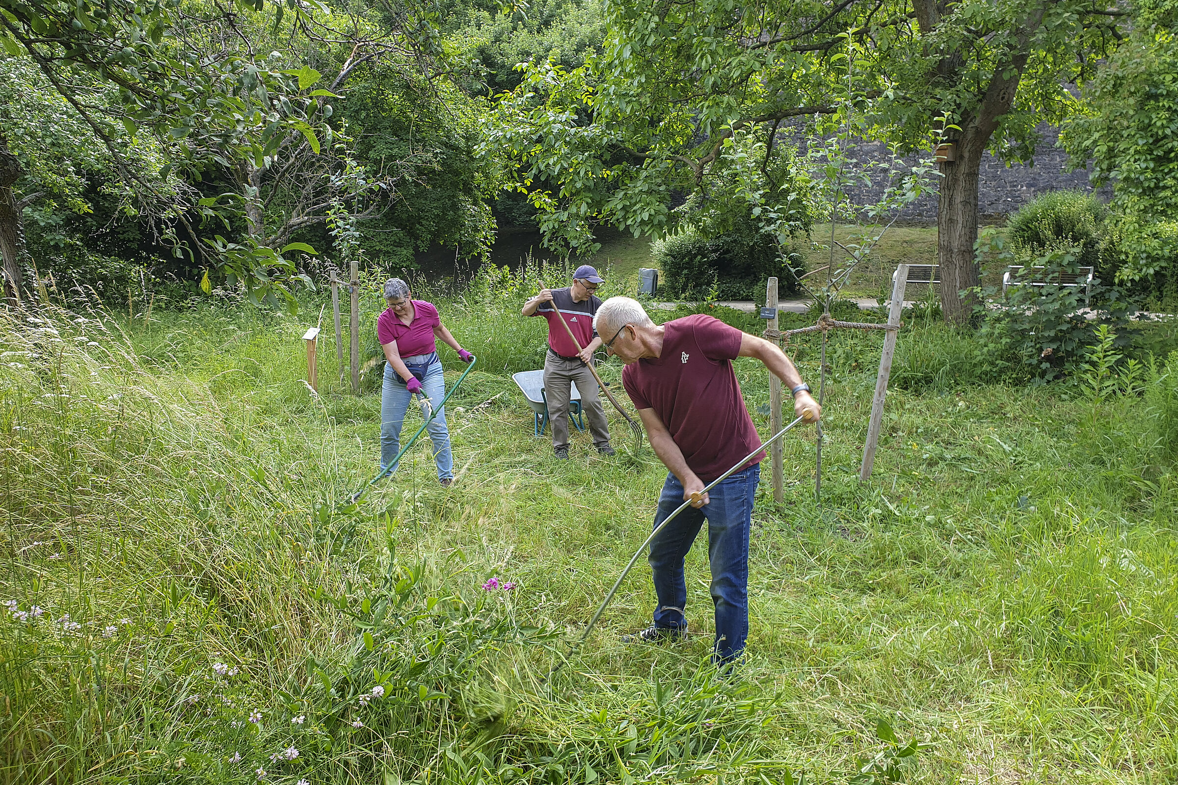 Dieses Jahr wächst alles sehr üppig im Ökohausgarten. Gießen mussten wir bis jetzt nicht. Dafür stehen Gartenaktionen wie Gartenwege freizuhalten, in den Beeten den Wildwuchs eindämmen, Streuobstwiese mähen, usw. an (Juni 2024)