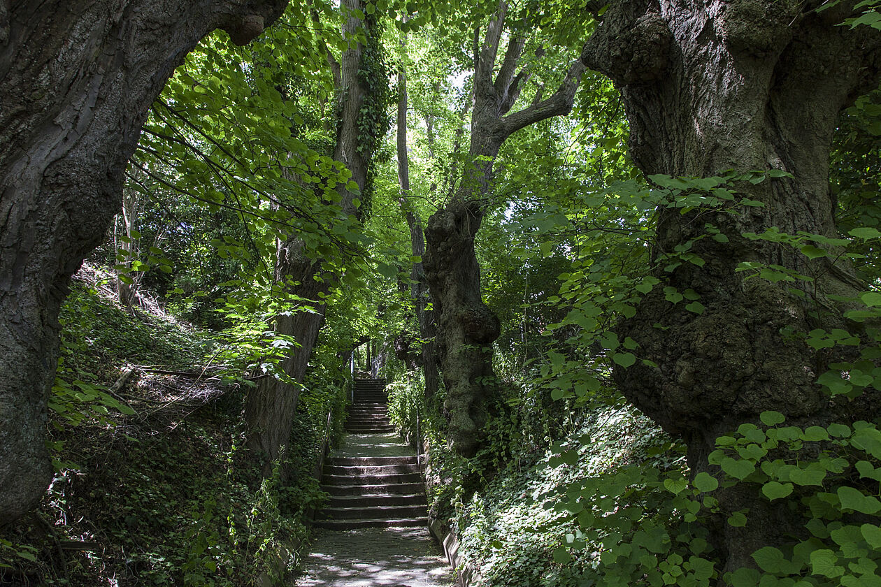 Alte Bäume auf dem Kreuzweg zum Käppele