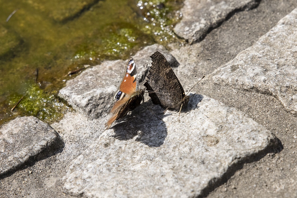 Tagpfauenauge (Aglais io), balzend