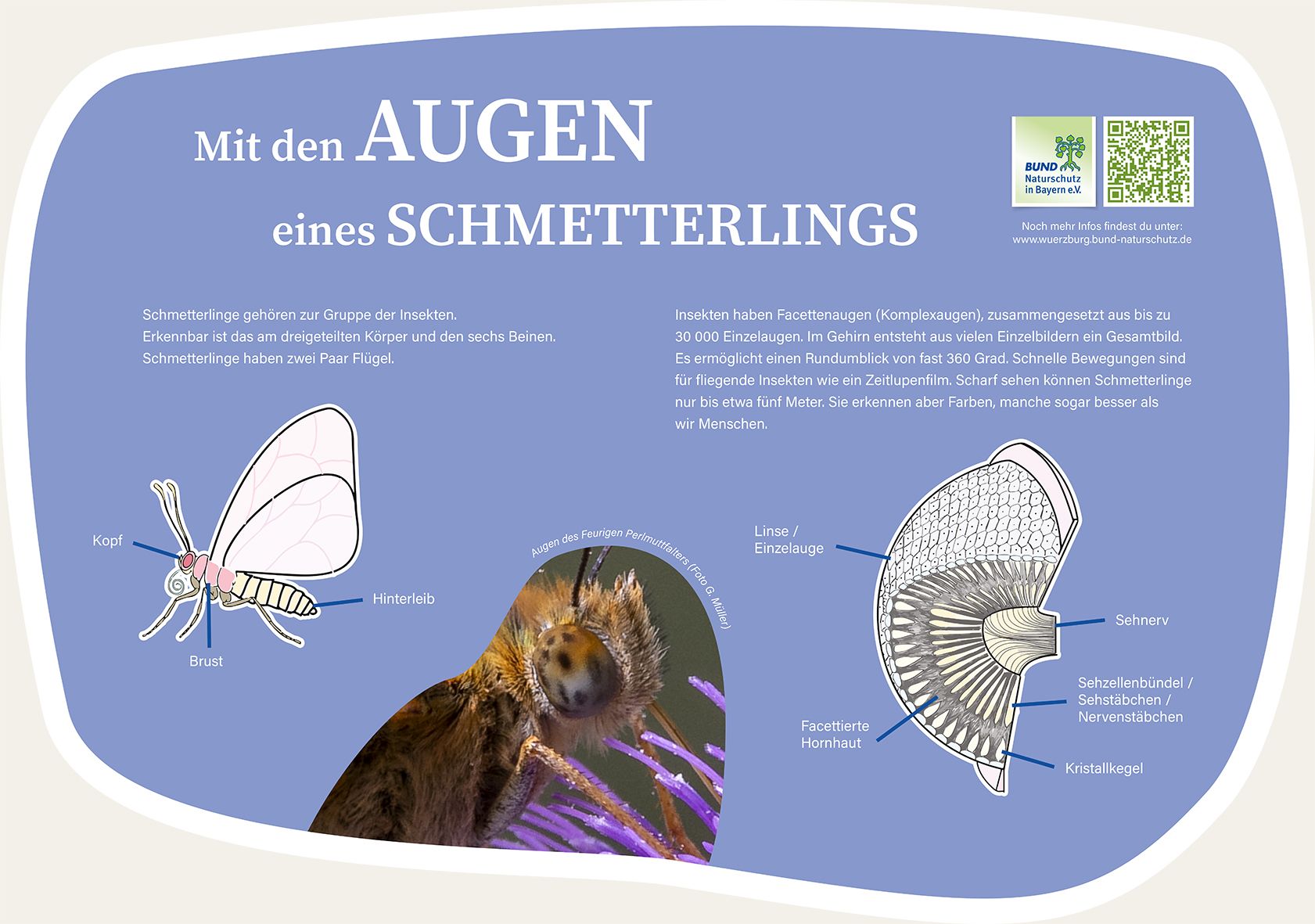 250125_Facettenauge