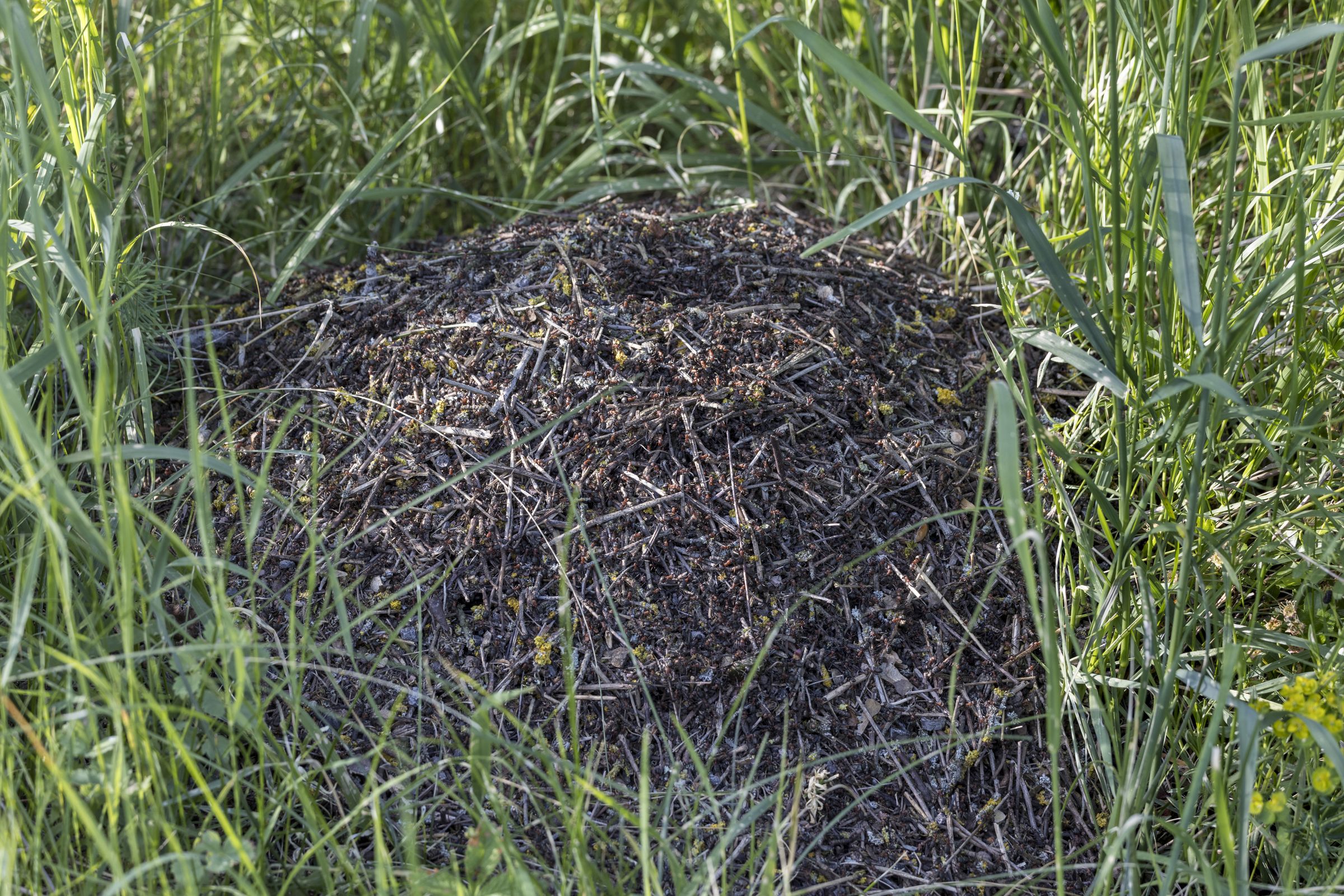 Ameisenhaufen im Lebensraum der Ameisenbläulinge (Bild: Gudrun Müller) Ameisenhaufen im Lebensraum der Ameisenbläulinge (Bild: Gudrun Müller)