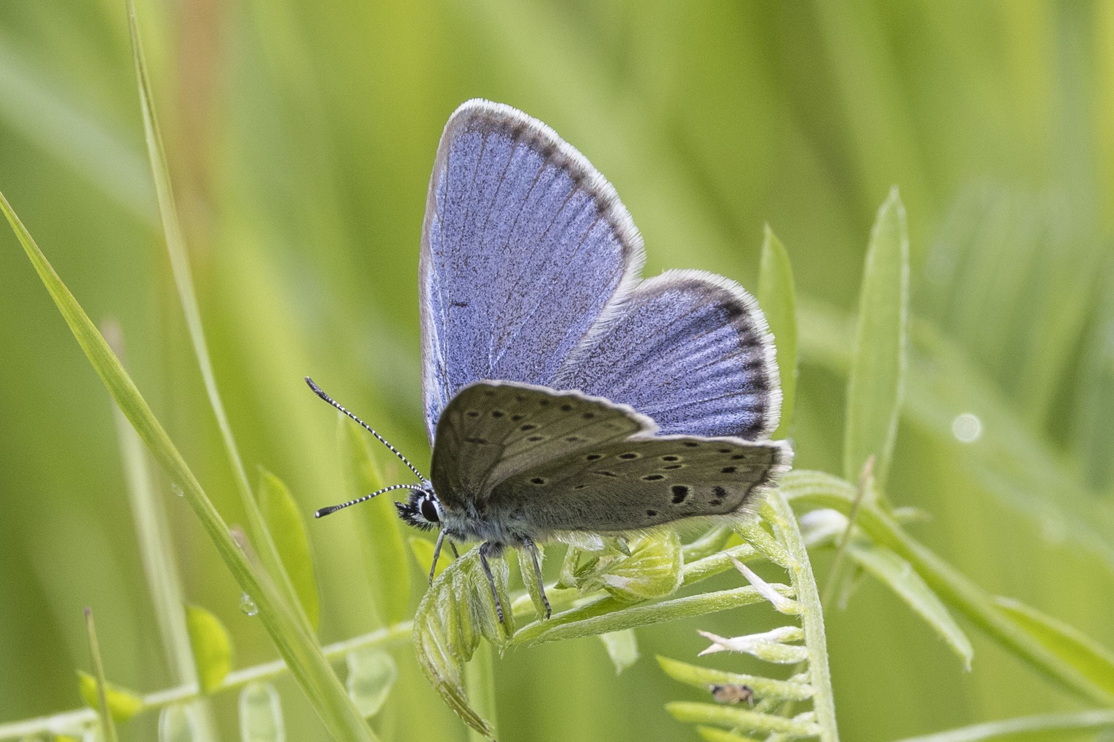 Oberseite des Männchens des Kreuzenzian-Ameisenbläulings (Bild: Gudrun Müller) Oberseite des Männchens des Kreuzenzian-Ameisenbläulings (Bild: Gudrun Müller)