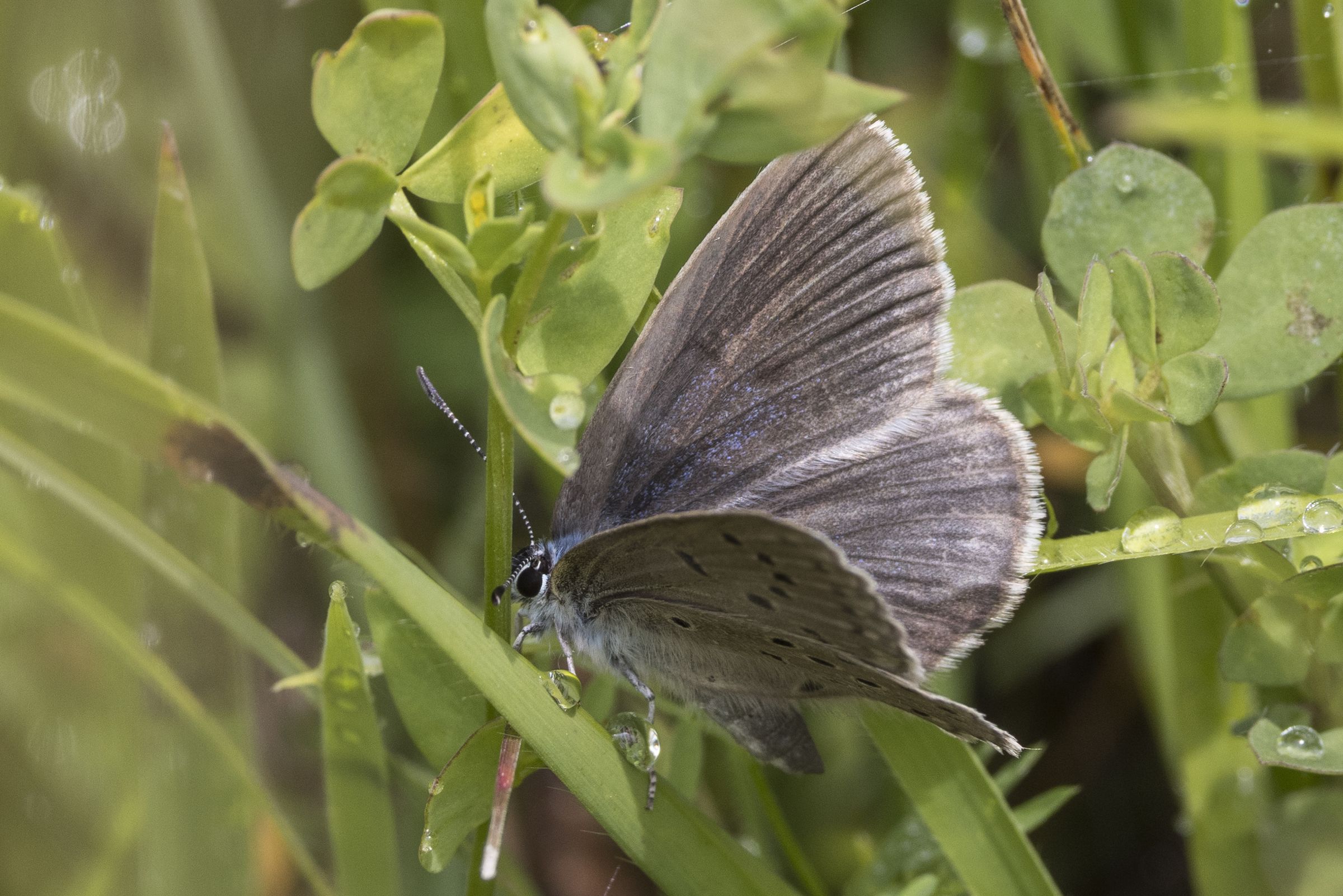 Oberseite des Weibchens des Kreuzenzian-Ameisenbläulings (Bild: Gudrun Müller) Oberseite des Weibchens des Kreuzenzian-Ameisenbläulings (Bild: Gudrun Müller)