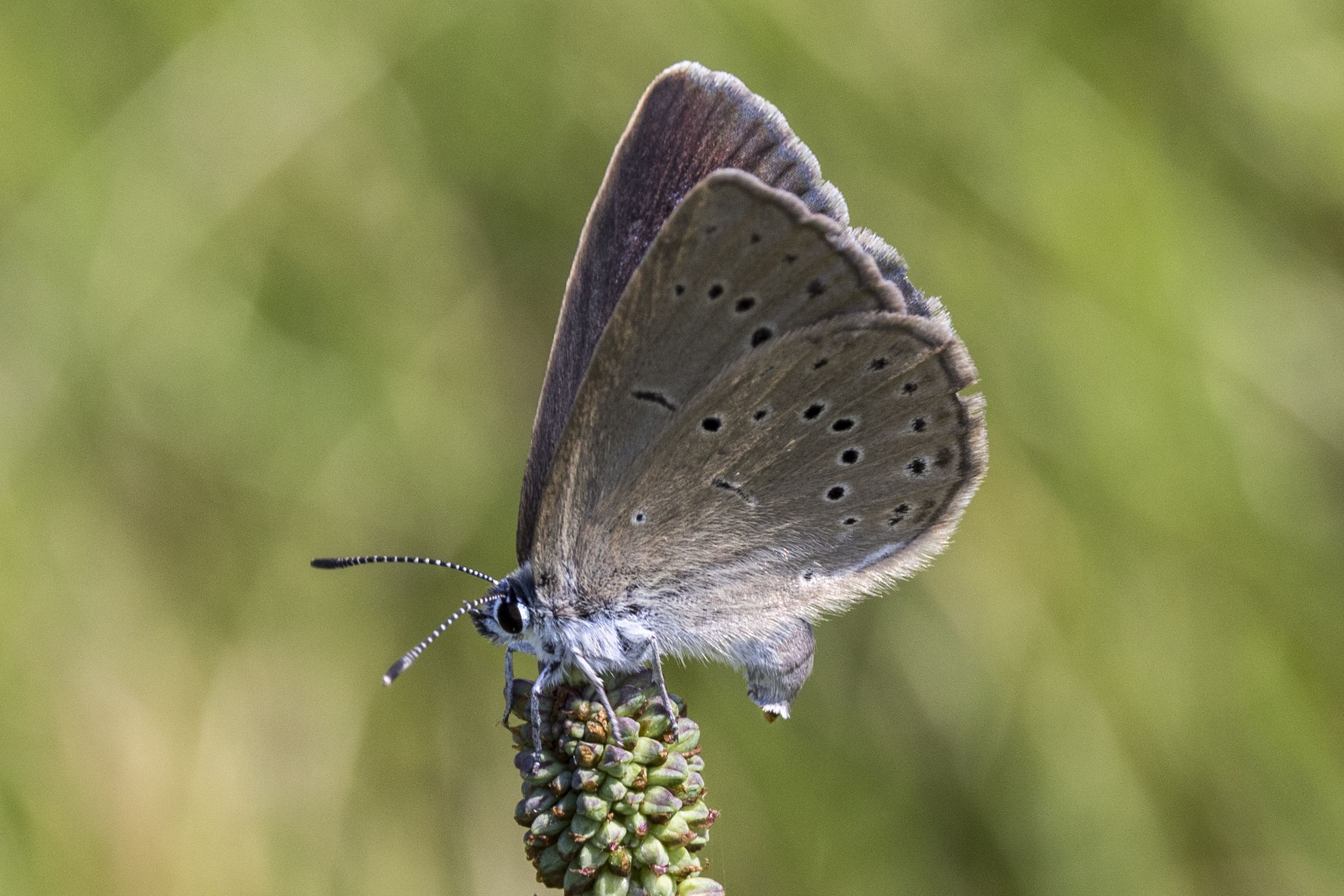 Eiablage eines Weibchens des Hellen Wiesenknopf-Ameisenbläulings an dem noch nicht blühenden, grünen Blütenköpfchen des Großen Wiesenknopfes (Bild: Gudrun Müller) Eiablage eines Weibchens des Hellen Wiesenknopf-Ameisenbläulings an dem noch nicht blühenden, grünen Blütenköpfchen des Großen Wiesenknopfes (Bild: Gudrun Müller)