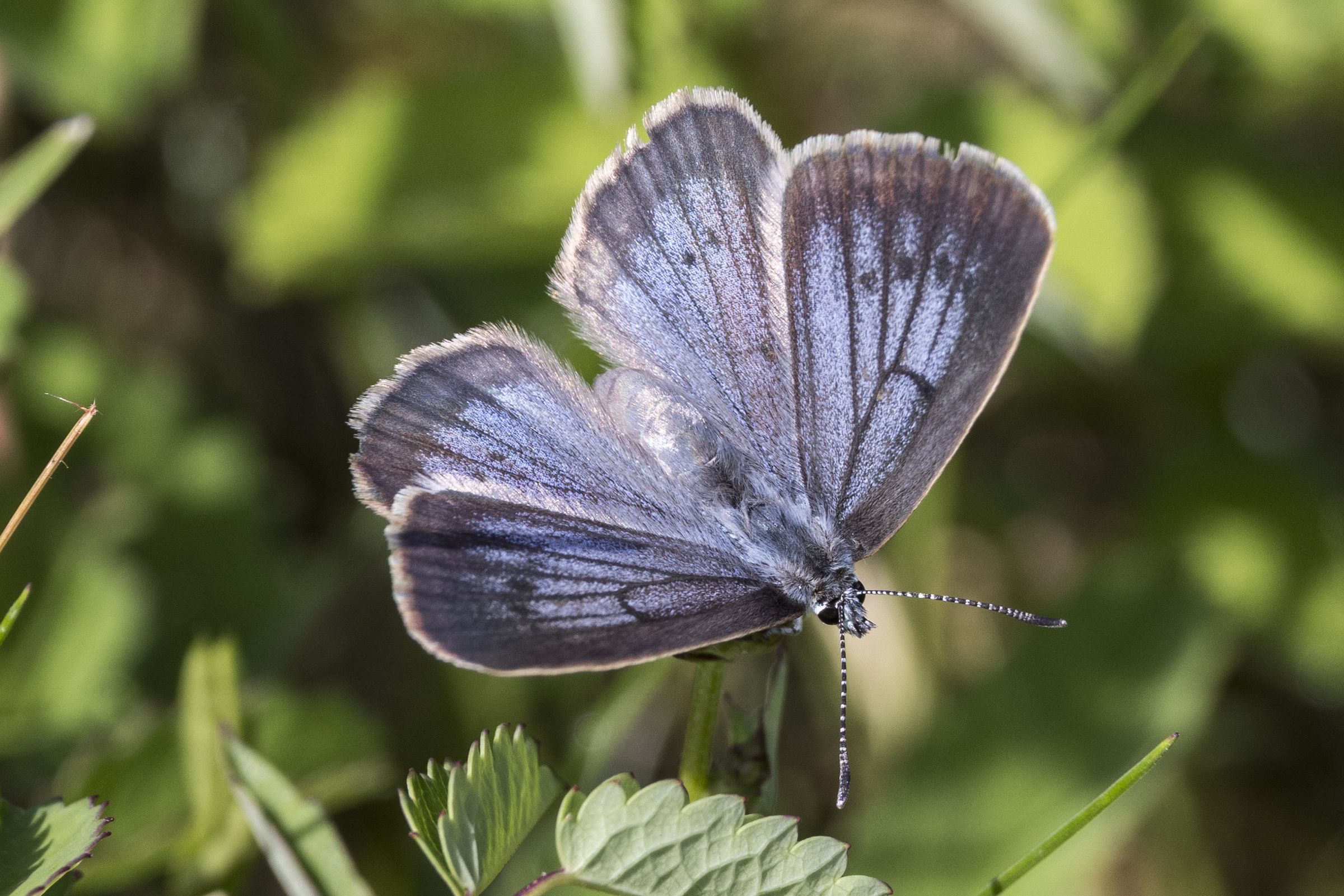 Weibchen des Hellen Wiesenknopf-Ameisenbläulings mit blauer Färbung und breitem dunklem Rand (Bild: Gudrun Müller) Weibchen des Hellen Wiesenknopf-Ameisenbläulings mit blauer Färbung und breitem dunklem Rand (Bild: Gudrun Müller).
