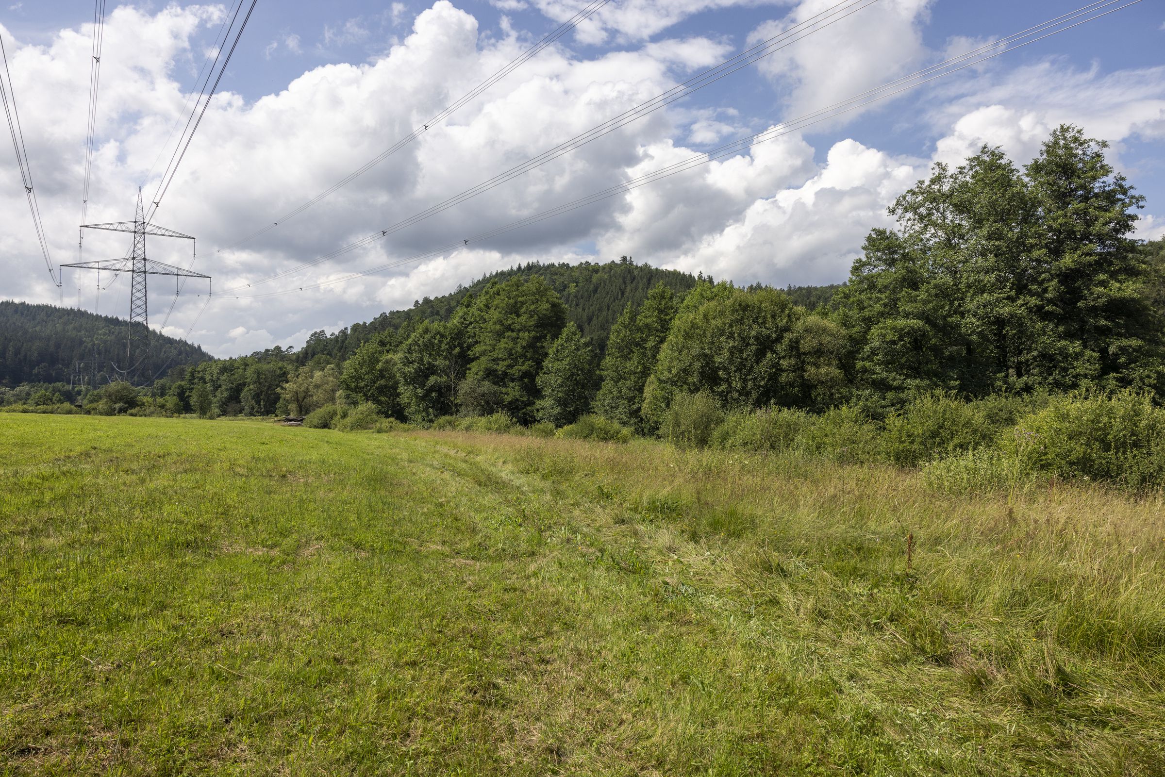 Die Wiese ist zur Flugzeit bereits gemäht. Zum Glück ist wenigstens noch ein Randstreifen mit Großem Wiesenknopf vorhanden (Bild: Gudrun Müller) Die Wiese ist zur Flugzeit bereits gemäht. Zum Glück ist wenigstens noch ein Randstreifen mit Großem Wiesenknopf vorhanden (Bild: Gudrun Müller)