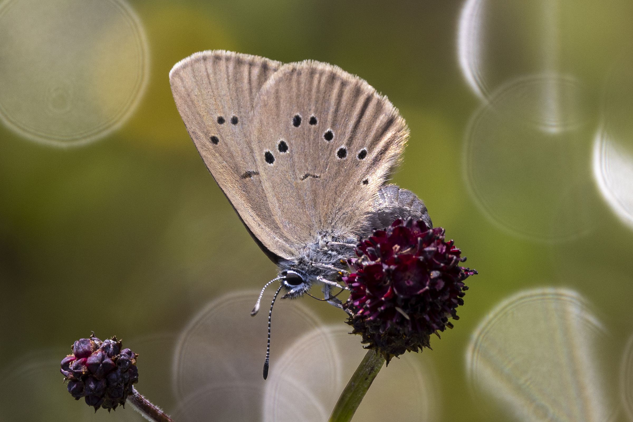 Eiablage eines Weibchens des Dunklen Wiesenknopfameisenbläulings zwischen den Einzelblütten des fast aufgeblühten Großen Wiesenknopfes (Bild: Gudrun Müller) Eiablage eines Weibchens des Dunklen Wiesenknopfameisenbläulings zwischen den Einzelblütten des fast aufgeblühten Großen Wiesenknopfes (Bild: Gudrun Müller)