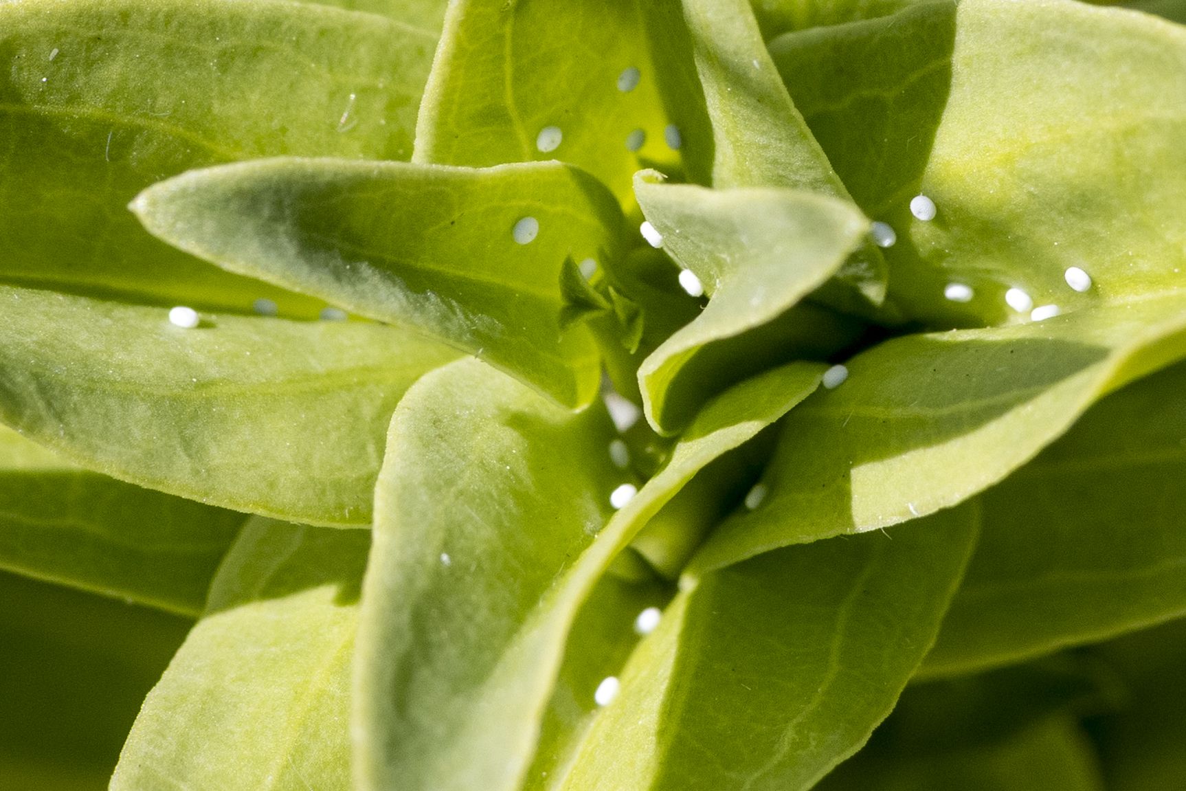 Eier des Kreuzenzian-Ameisenbläulings auf den Blättern des Kreuzenzians (Bild: Gudrun Müller) Eier des Kreuzenzian-Ameisenbläulings auf den Blättern des Kreuzenzians (Bild: Gudrun Müller)