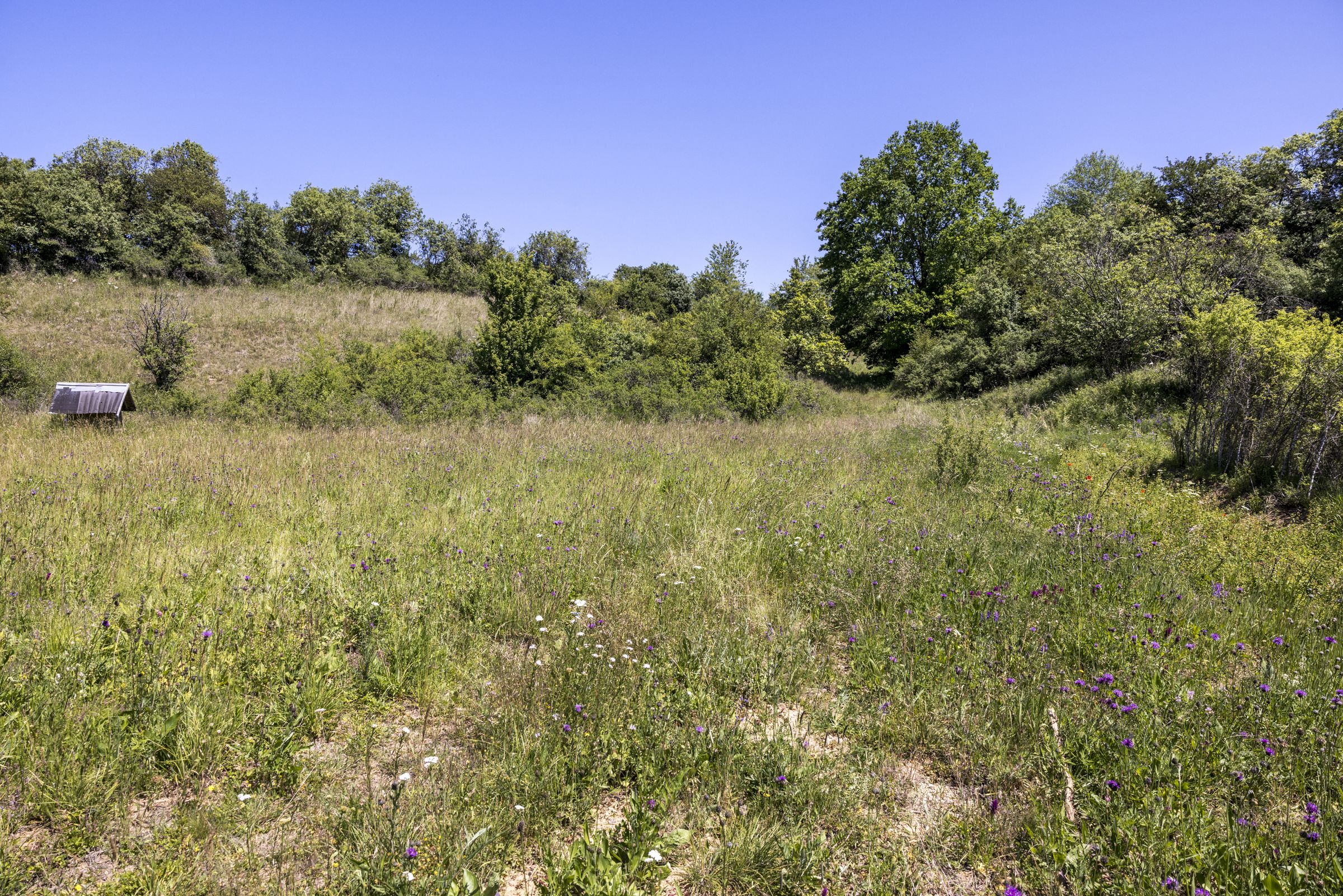 Lebensraum des Kreuzenzian-Ameisenbläulings (Bild: Gudrun Müller) Lebensraum des Kreuzenzian-Ameisenbläulings (Bild: Gudrun Müller)