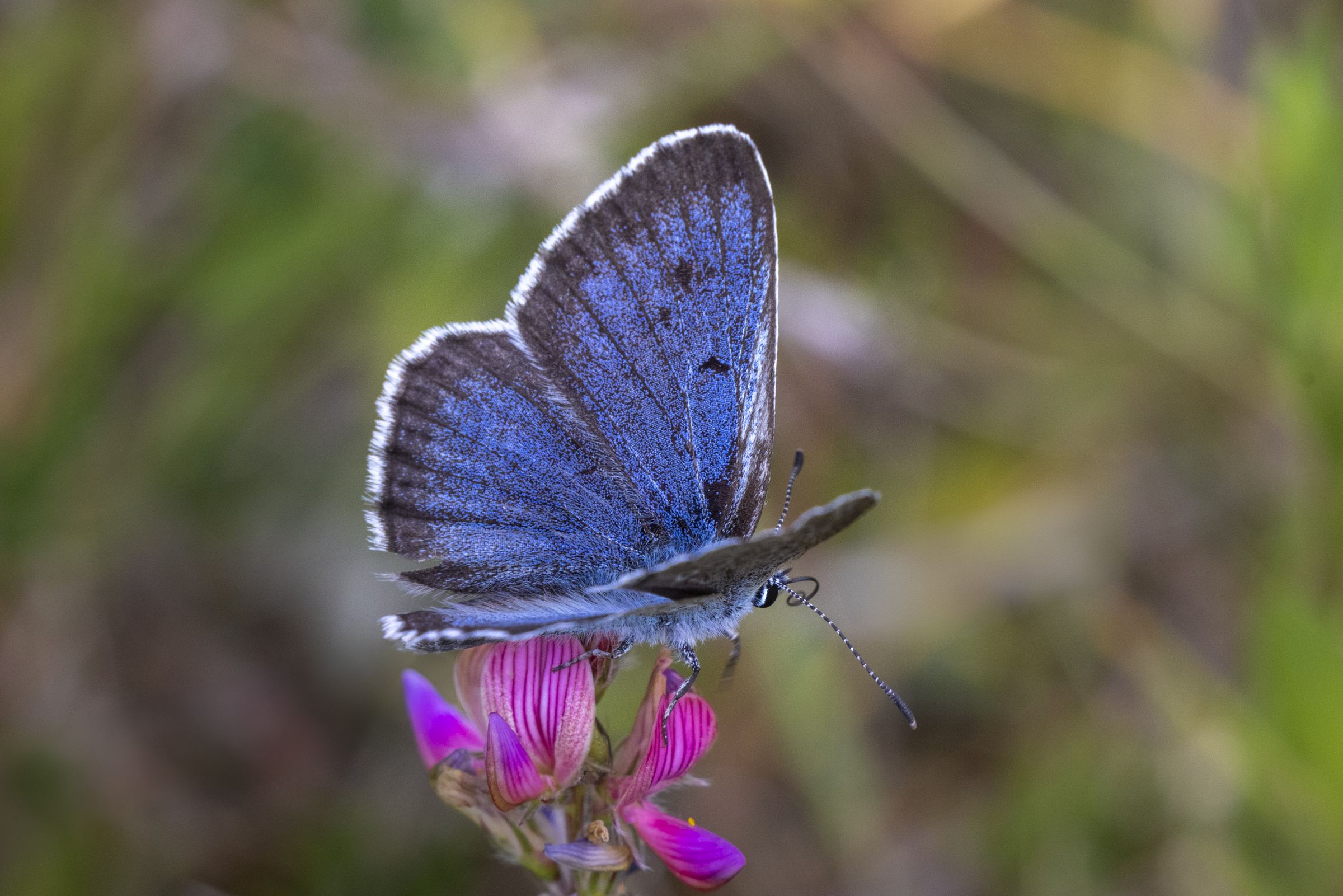 Oberseite des Thymian-Ameisenbläulings. Beide Geschlechter zeigen eine blaue Oberseite (Bild: Johannes Müller) Oberseite des Thymian-Ameisenbläulings. Beide Geschlechter zeigen eine blauer Oberseite (Bild: Johannes Müller)
