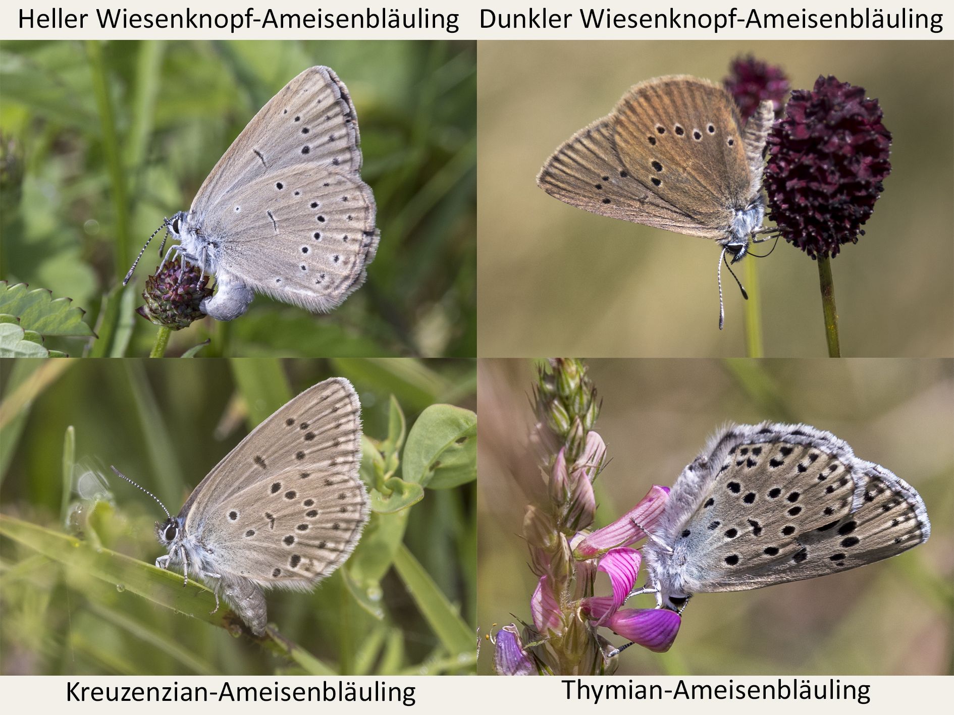 Ameisenbläulinge (Bild: Gudrun Müller) Ameisenbläulinge (Bild: Gudrun Müller)