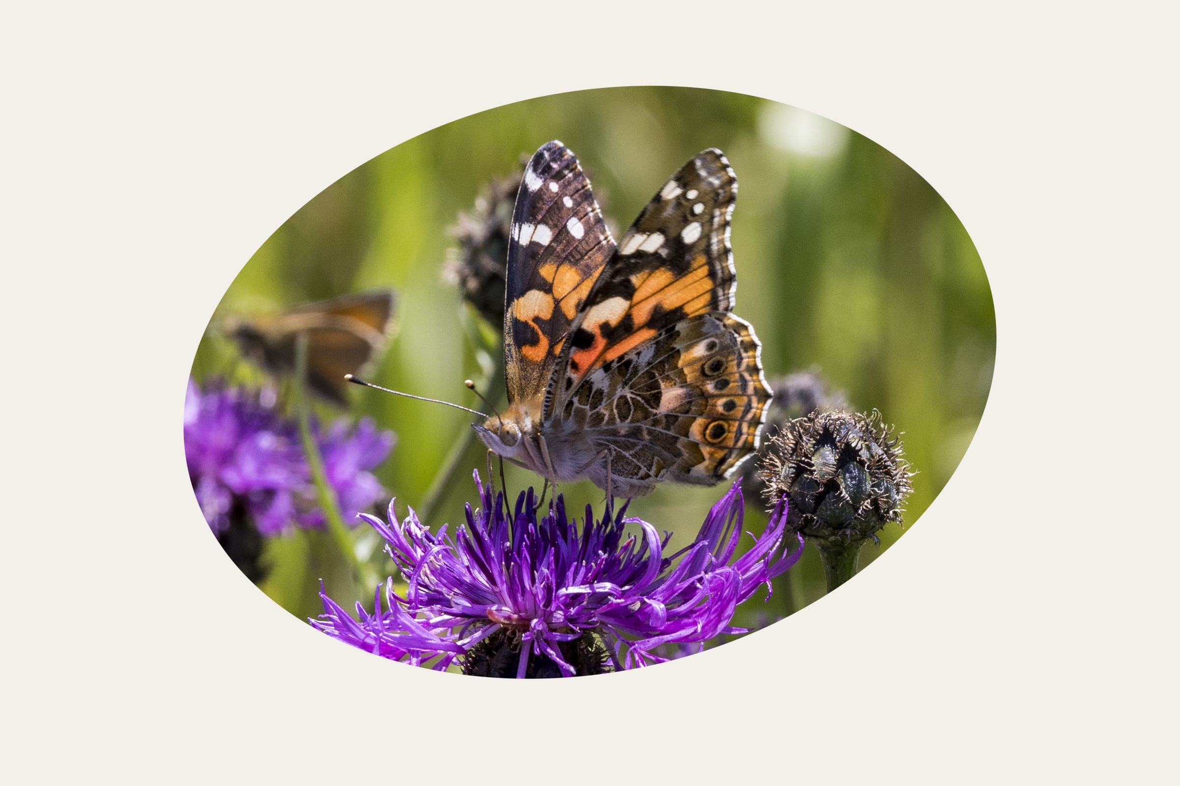 Distelfalter (Vanessa cardui) Bild: Gudrun Müller