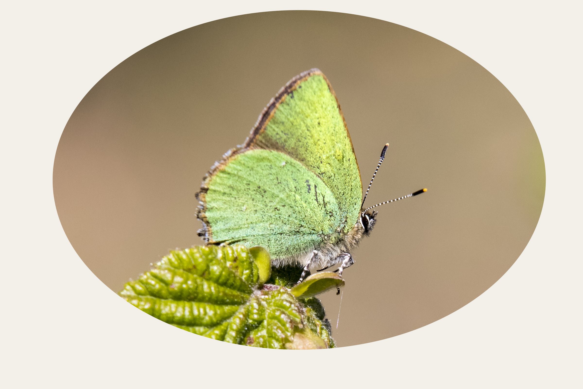 Grüner Zipfelfalter (Callophrys rubi) Bild: Gudrun Müller