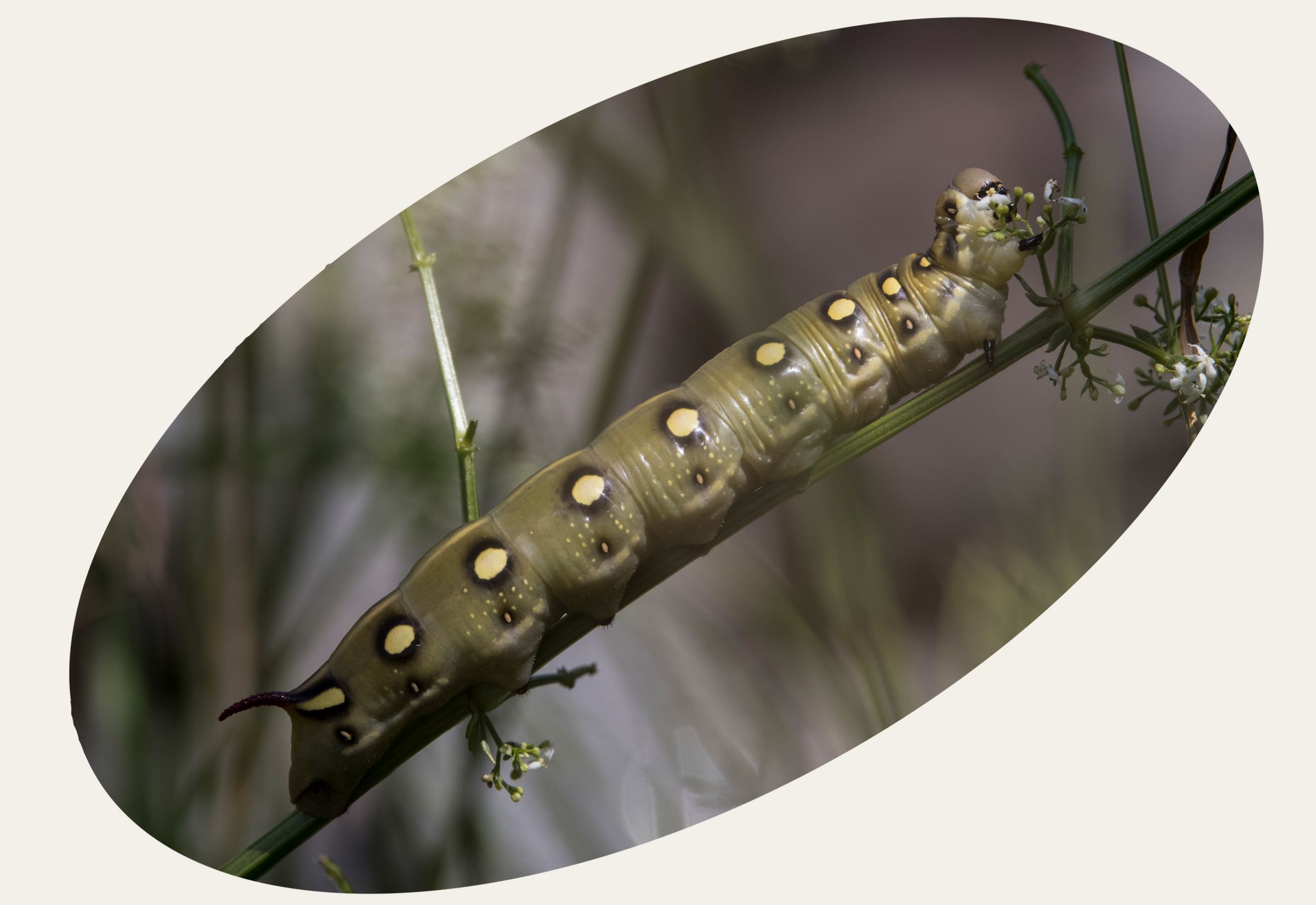 Raupe des Labkrautschwärmers (Foto: G. Müller)